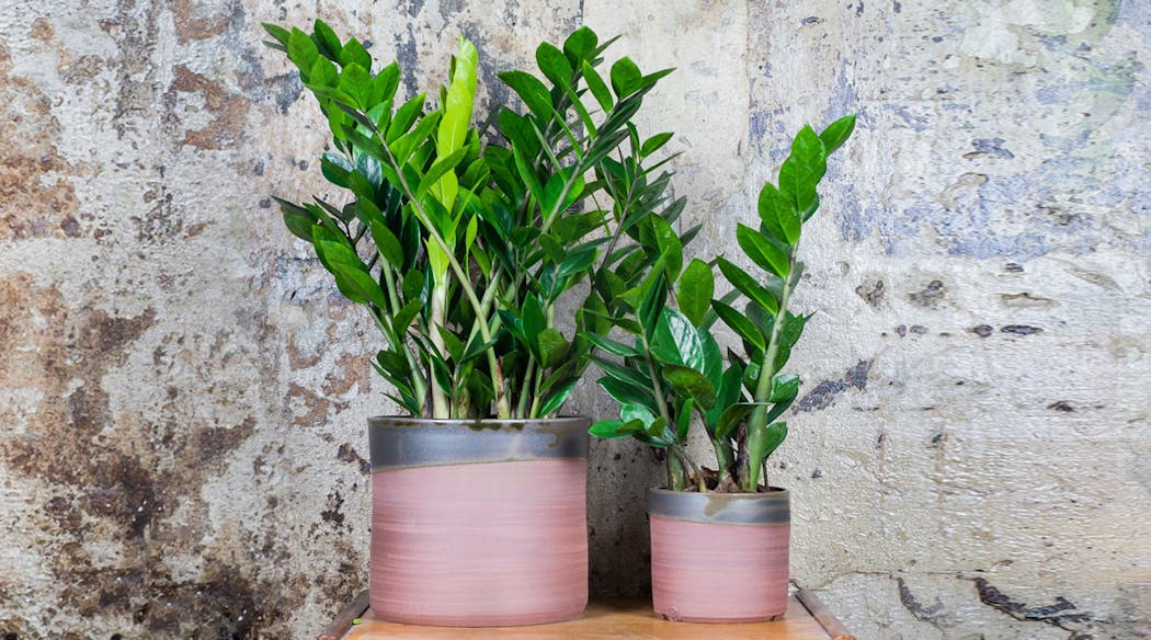 Deux pots en céramique faits à la main avec des plantes à l'intérieur.