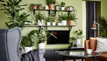 Jungle urbaine : comment créer un mini-jardin dans la maison ?