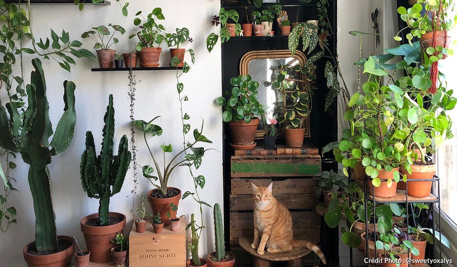 un intérieur green jungle avec un chat roux qui pose sur un tabouret vintage