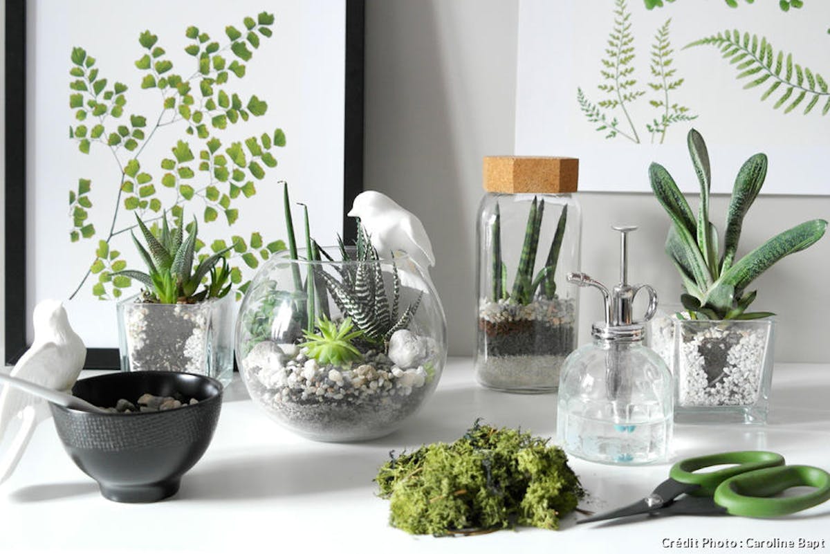 Créez et fabriquez facilement votre terrarium de plantes !