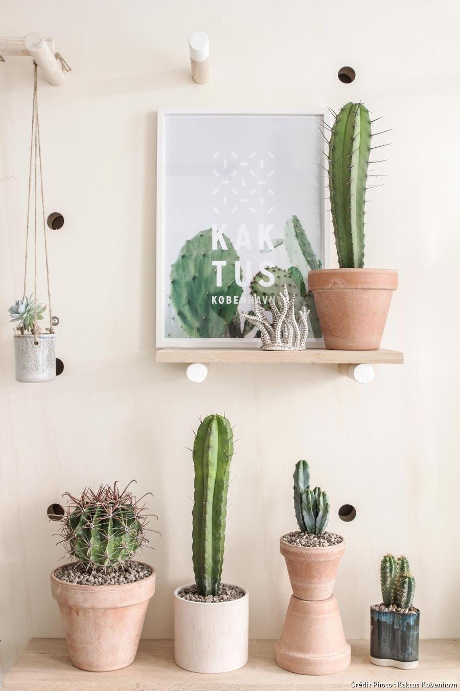 Variétés de cactus sur étagères de cuisine