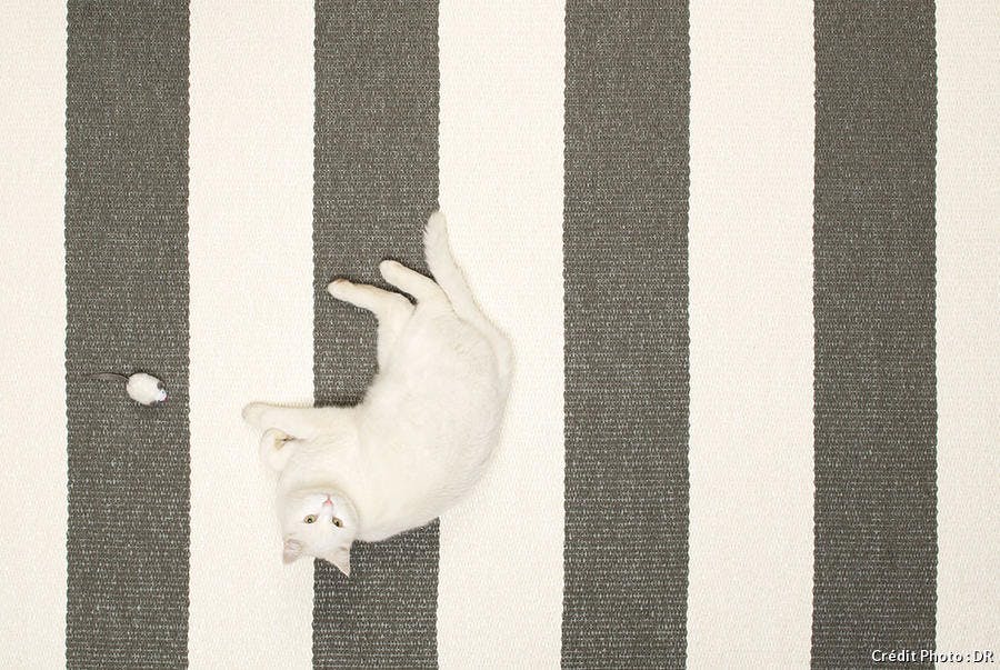 tapis à rayures blanches et grises sur lequel un chat blanc joue avec une souris