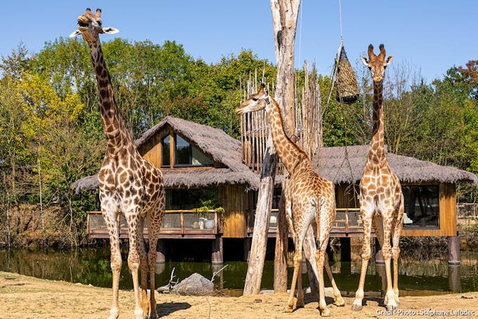 Vue de la cabane hotel éco avec girafes.