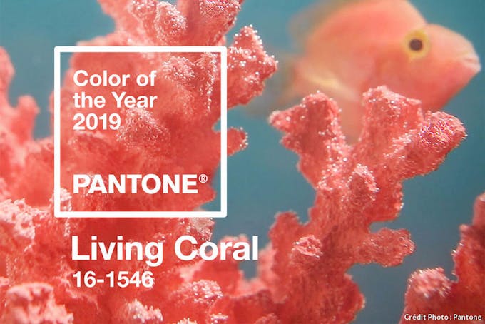 Pantone Living Color, couleur de l'année 2019.