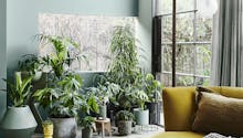 10 plantes vertes pour habiller son salon