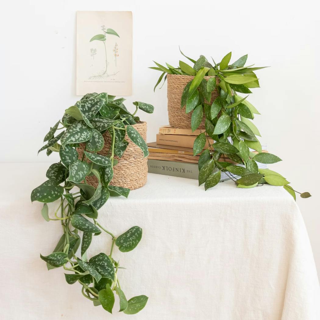 Plantes des retombantes